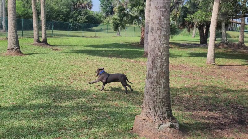 Bark Park (Large) - Oldsmar, FL