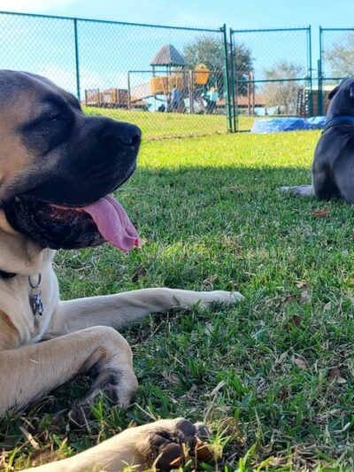 Bark Park (Large) - Oldsmar, FL