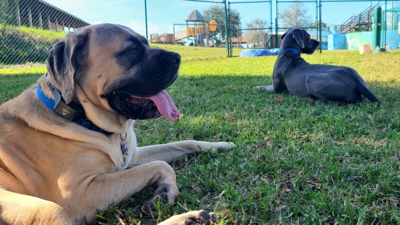 Bark Park (Large) - Oldsmar, FL