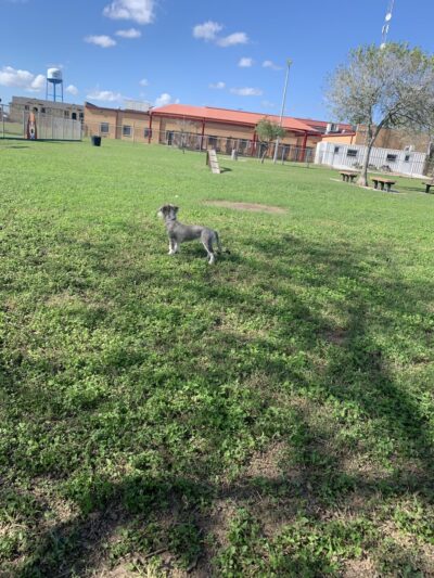 Catherine B. Stillman Dog Park - Olmito, TX