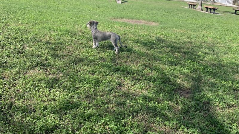 Catherine B. Stillman Dog Park - Olmito, TX