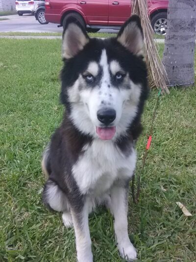 Catherine B. Stillman Dog Park - Olmito, TX