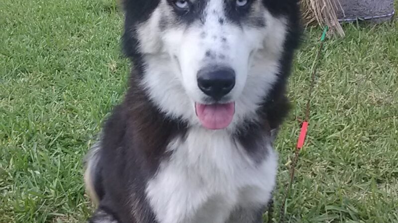Catherine B. Stillman Dog Park - Olmito, TX