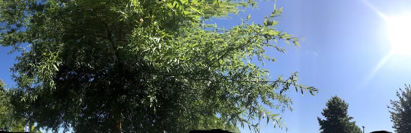 Dead Dudes Railroad Ranch - Olympia, WA