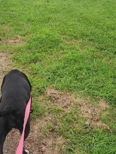 Bowling Green Park - Omaha, NE