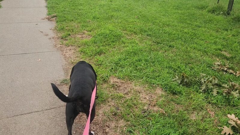 Bowling Green Park - Omaha, NE