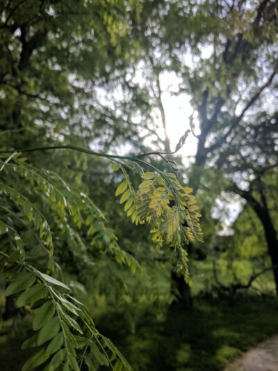 Center Park - Omaha, NE