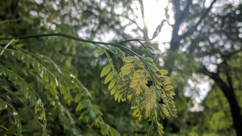 Center Park - Omaha, NE