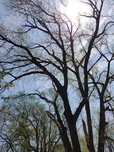 Center Park - Omaha, NE