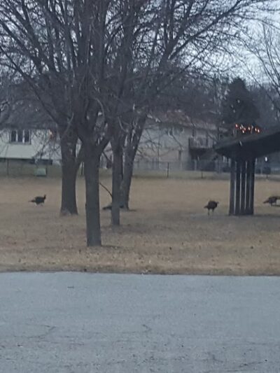 Center Park - Omaha, NE