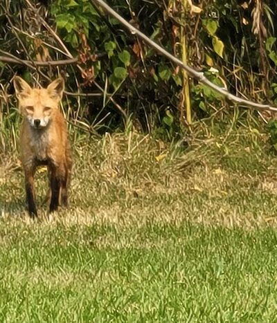 Cottonwood Park - Omaha, NE