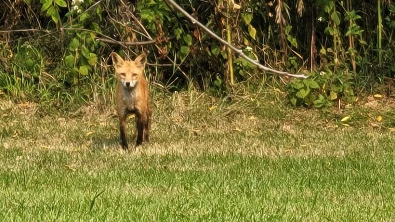 Cottonwood Park - Omaha, NE