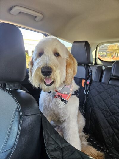 Dogtopia of Omaha-Northwest - Omaha, NE