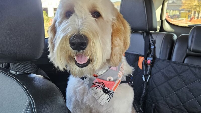 Dogtopia of Omaha-Northwest - Omaha, NE