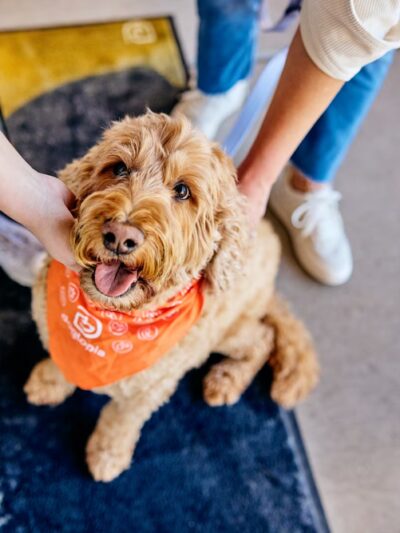 Dogtopia of Omaha-Northwest - Omaha, NE