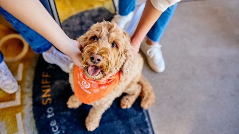 Dogtopia of Omaha-Northwest - Omaha, NE