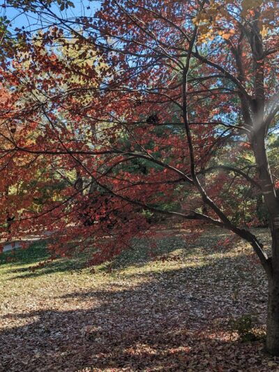 Meadow Lane Park - Omaha, NE
