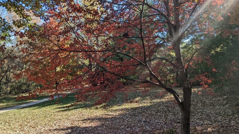 Meadow Lane Park - Omaha, NE
