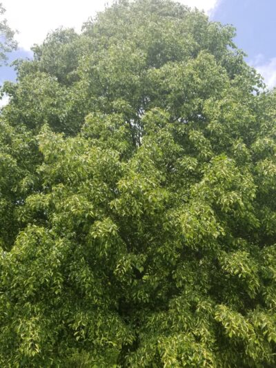 Roxbury Park - Omaha, NE