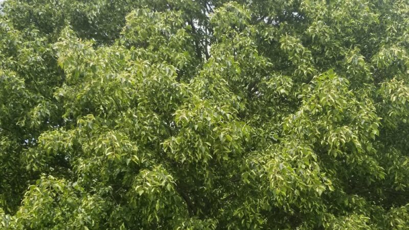 Roxbury Park - Omaha, NE