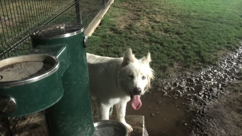 James R. Bryant Dog Park - Ontario, CA