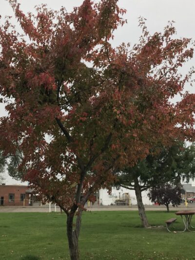 Moore Park - Ontario, OR