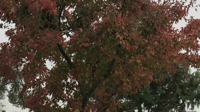 Moore Park - Ontario, OR