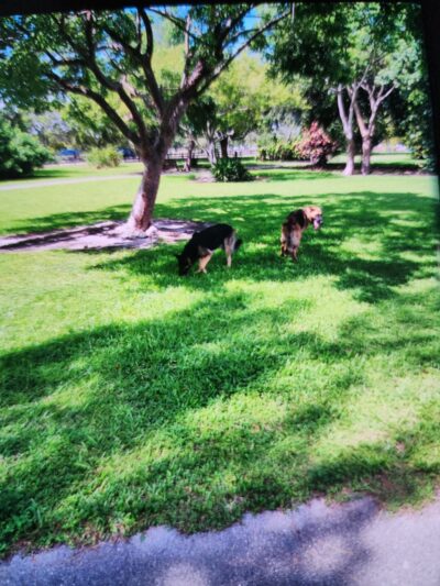 Amelia Earhart Dog Park - Opa-locka, FL