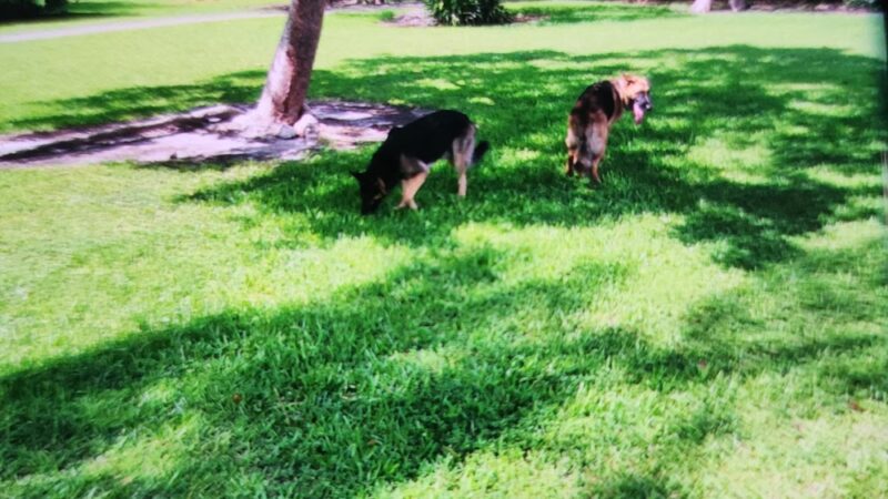 Amelia Earhart Dog Park - Opa-locka, FL