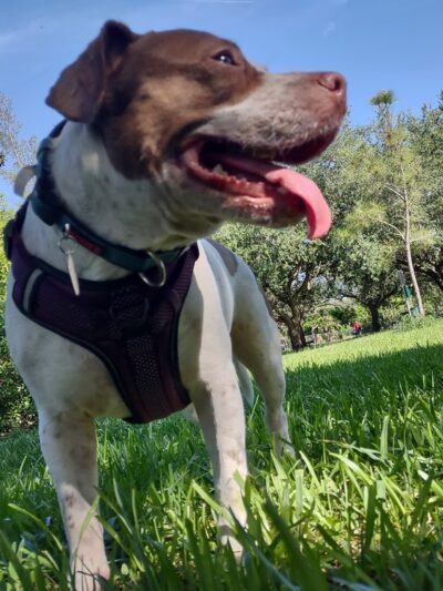 Amelia Earhart Dog Park - Opa-locka, FL
