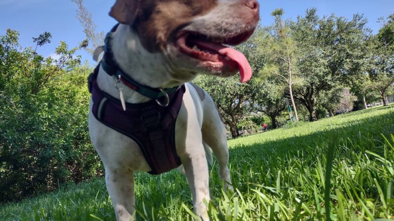 Amelia Earhart Dog Park - Opa-locka, FL