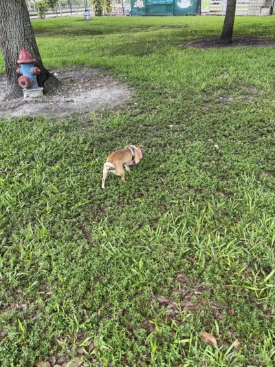 Amelia Earhart Dog Park - Opa-locka, FL
