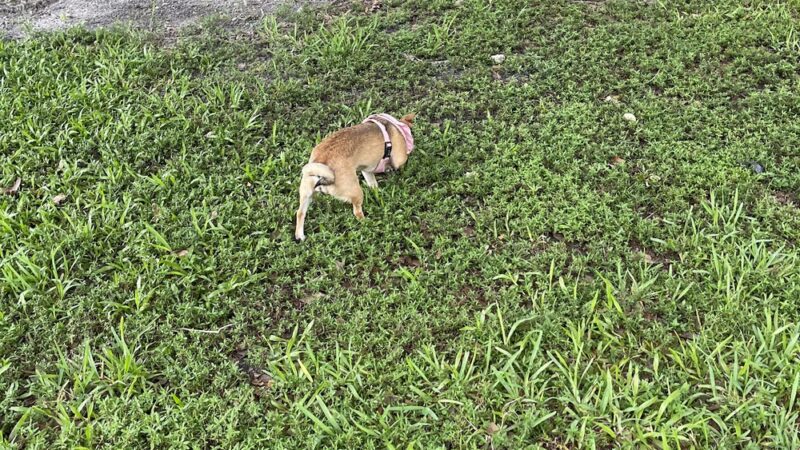 Amelia Earhart Dog Park - Opa-locka, FL