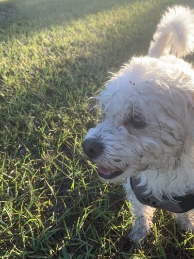 Amelia Earhart Dog Park - Opa-locka, FL