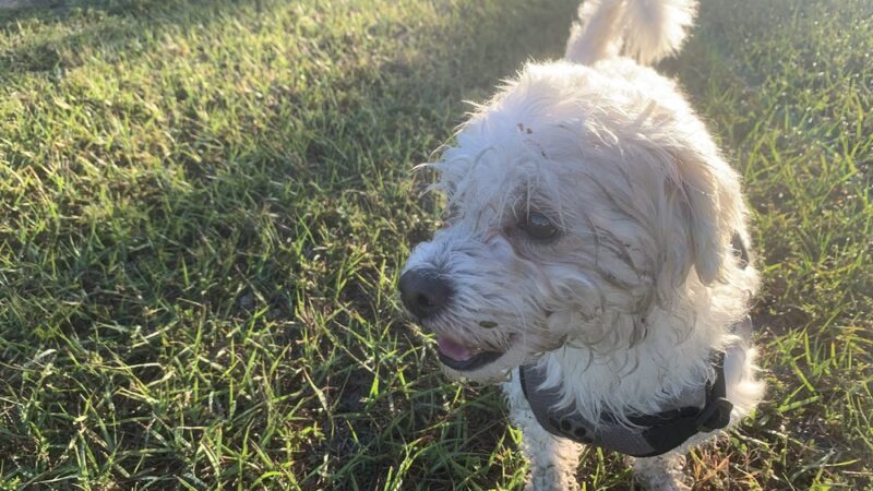 Amelia Earhart Dog Park - Opa-locka, FL