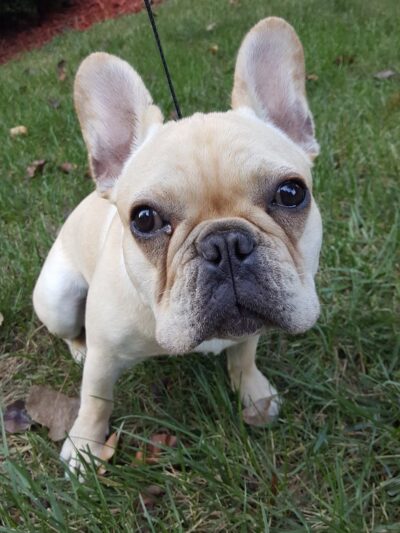 Doggy Deuce LLC - Oradell, NJ