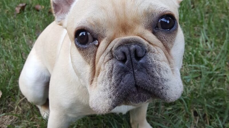 Doggy Deuce LLC - Oradell, NJ