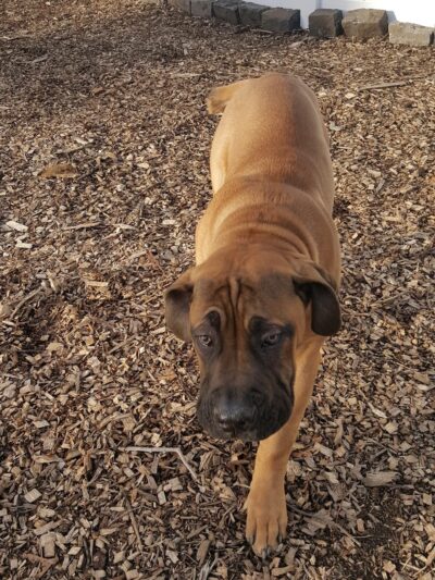 Doggy Deuce LLC - Oradell, NJ