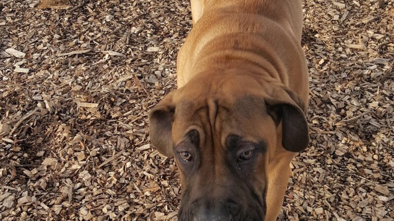 Doggy Deuce LLC - Oradell, NJ