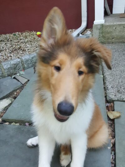 Doggy Deuce LLC - Oradell, NJ