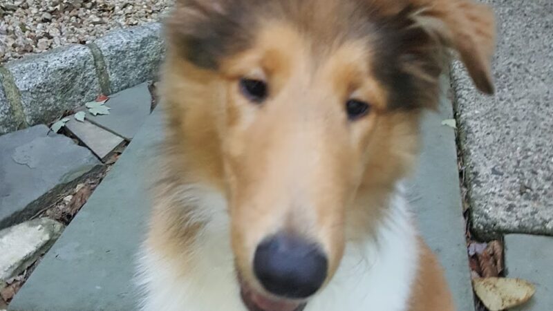 Doggy Deuce LLC - Oradell, NJ