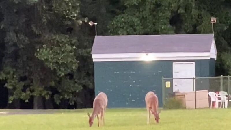 Memorial Field - Oradell, NJ