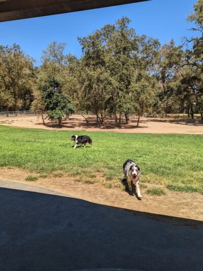 Dog park - Orangevale, CA