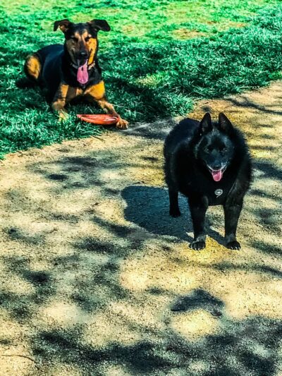 Dog park - Orangevale, CA