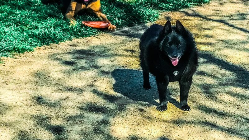 Dog park - Orangevale, CA