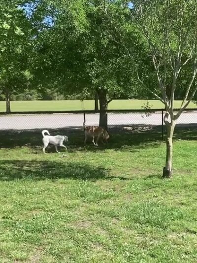 Oriental Dog Park - Oriental, NC
