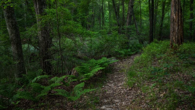Ropchan Memorial - ACRES Land Trust - Orland, IN