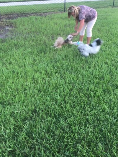 The Reserve at Sawgrass Dog Park - Orlando, FL