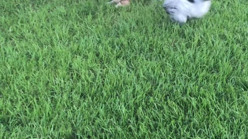 The Reserve at Sawgrass Dog Park - Orlando, FL