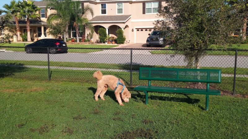 The Reserve at Sawgrass Dog Park - Orlando, FL
